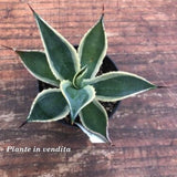 Agave Celsii variegata cm. 14/16
