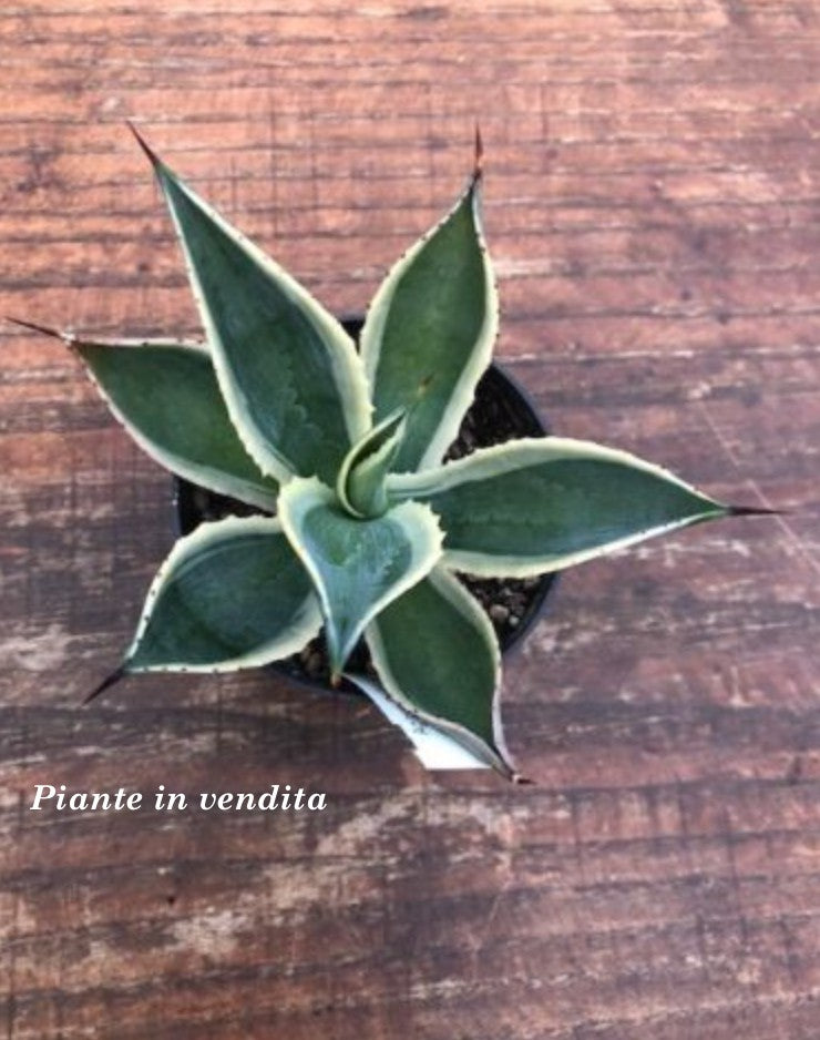 Agave Celsii variegata cm. 14/16