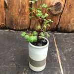 kusamono con vaso in ceramica come da foto
