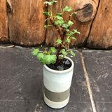 kusamono con vaso in ceramica come da foto