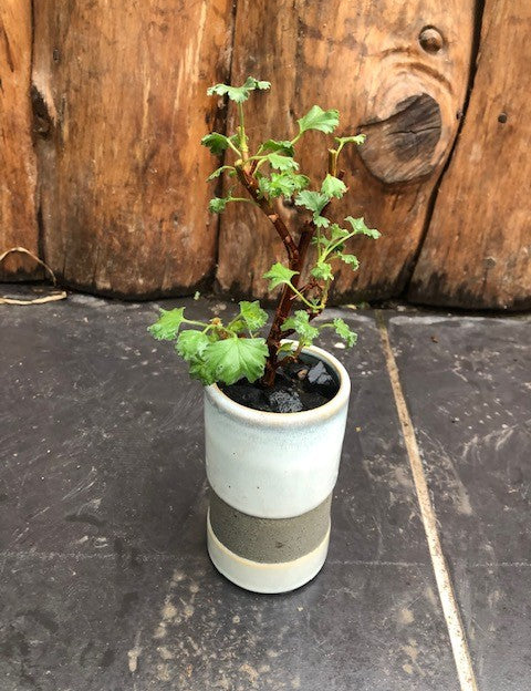 kusamono con vaso in ceramica come da foto