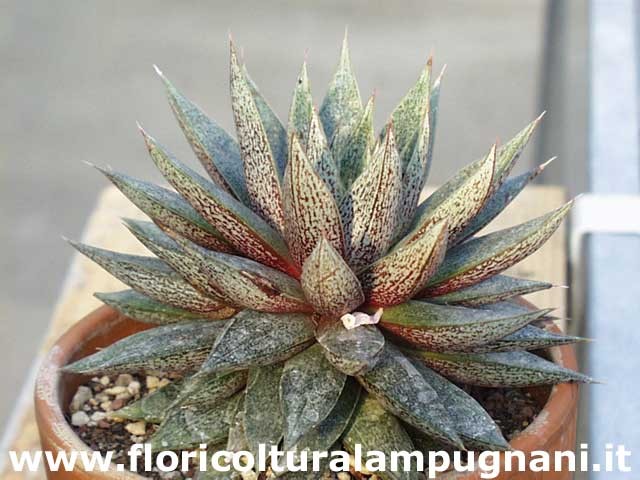 Echeveria porpusorum