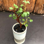 kusamono con vaso in ceramica come da foto