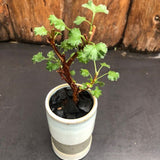 kusamono con vaso in ceramica come da foto