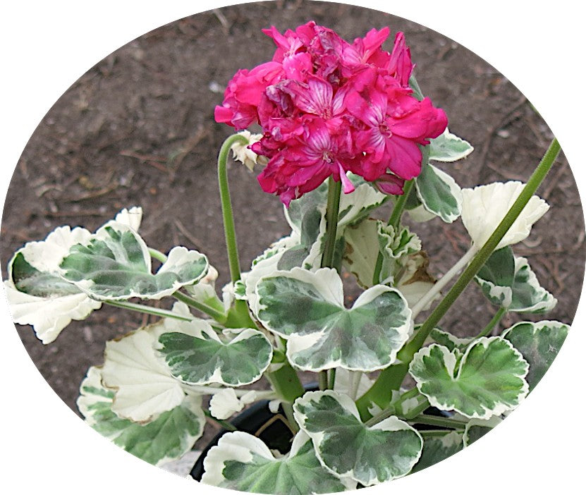 Pelargonium Catalina vaso 10