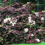 Hydrangea Snowflake