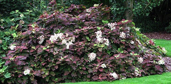 Hydrangea Snowflake