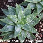 Haworthia retusa cv. grey ghost