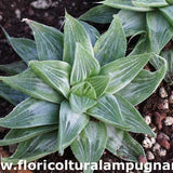 Haworthia retusa cv. grey ghost