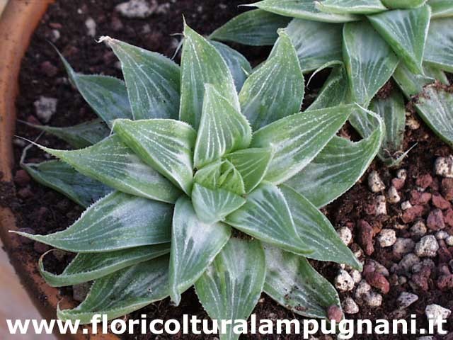 Haworthia retusa cv. grey ghost