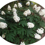 Hydrangea Quercifolia Snow Queen vaso 16