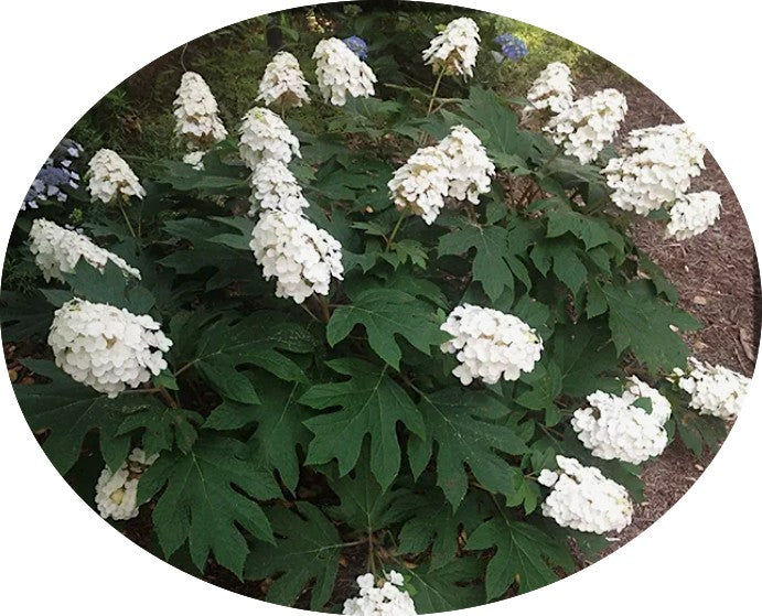 Hydrangea Quercifolia Snow Queen vaso 16