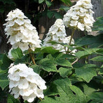 Hydrangea Quercifolia Snow Queen vaso 16
