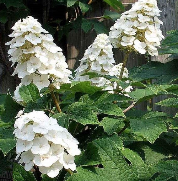Hydrangea Quercifolia Snow Queen vaso 16
