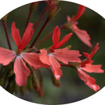 Pelargonium Kusamono 29