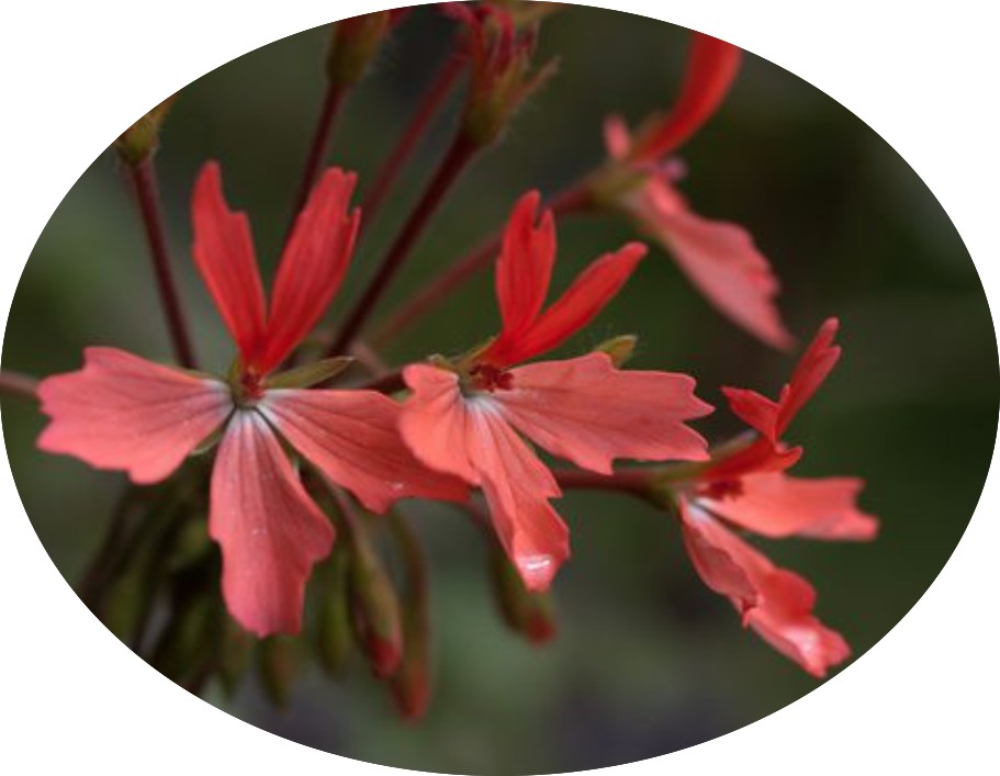 Pelargonium Kusamono 29