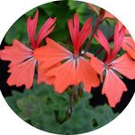 Pelargonium Kusamono 29