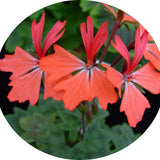 Pelargonium Kusamono 29