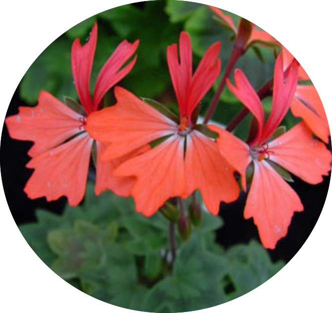 Pelargonium Kusamono 29