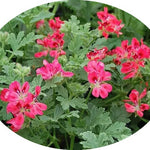 Pelargonium Radula roseum (PROFUMO ROSA)