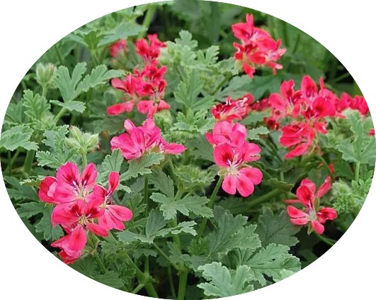 Pelargonium Radula roseum (PROFUMO ROSA)