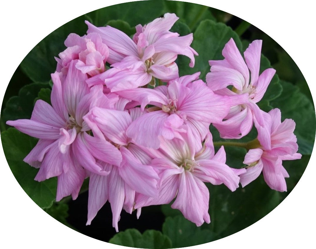 Pelargonium Mrs. Salter Bevis