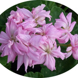 Pelargonium Mrs. Salter Bevis