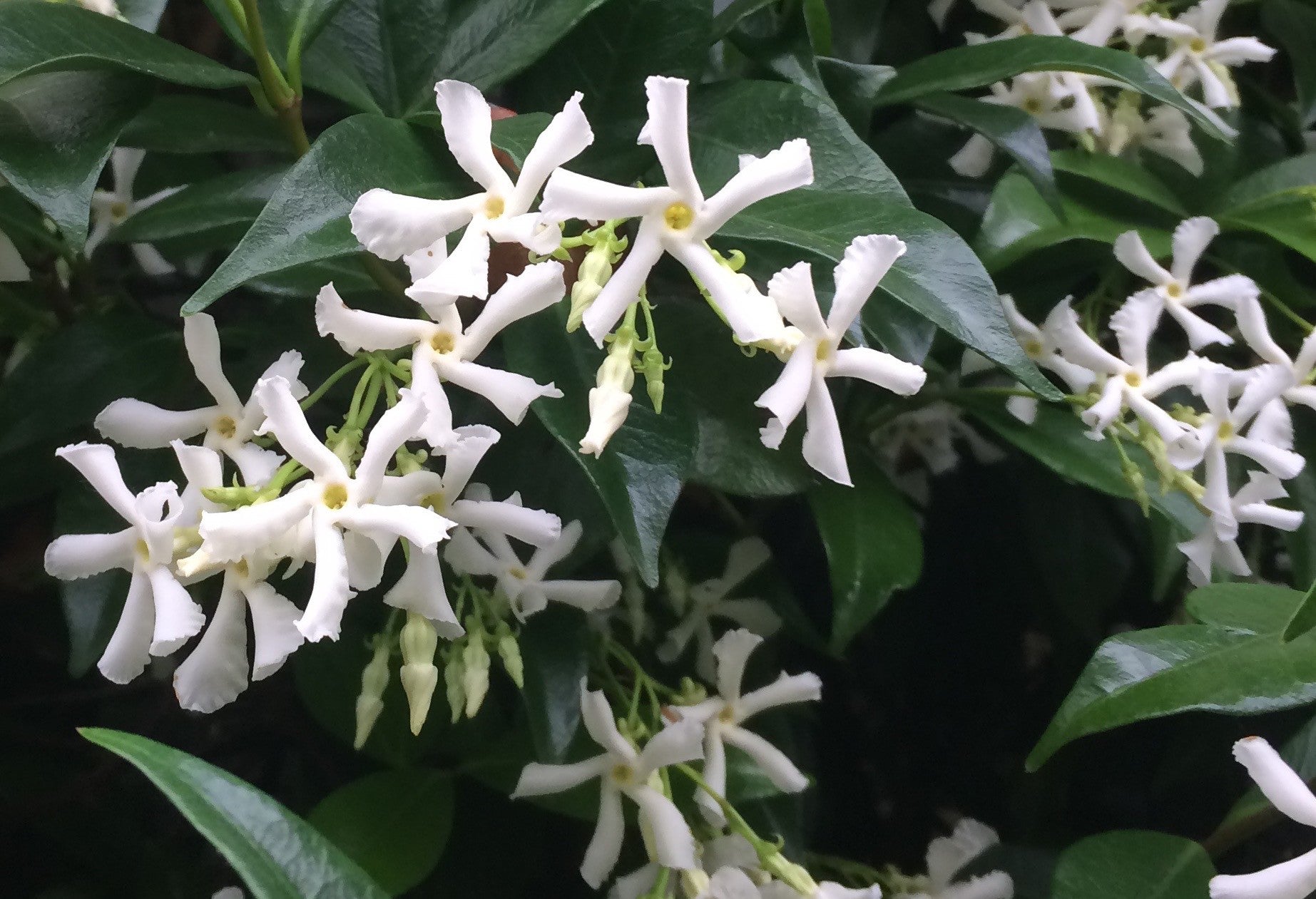 Trachelospermum Jasminoides cm.160/180