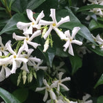 Trachelospermum Jasminoides cm.160/180