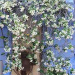 Trachelospermum Jasminoides cm.160/180