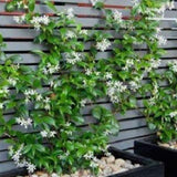 Trachelospermum Jasminoides cm.160/180