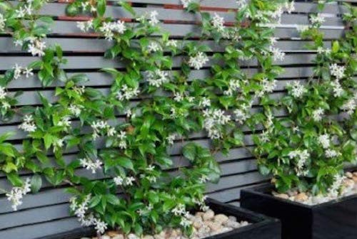 Trachelospermum Jasminoides cm.160/180
