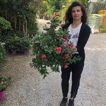 Azalea Encore Sundance (r) rifiorente vaso 20 cm.