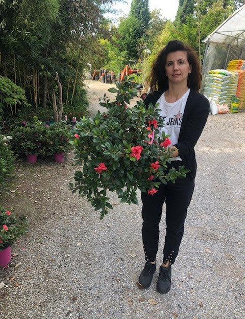 Azalea Encore Sundance (r) rifiorente vaso 20 cm.