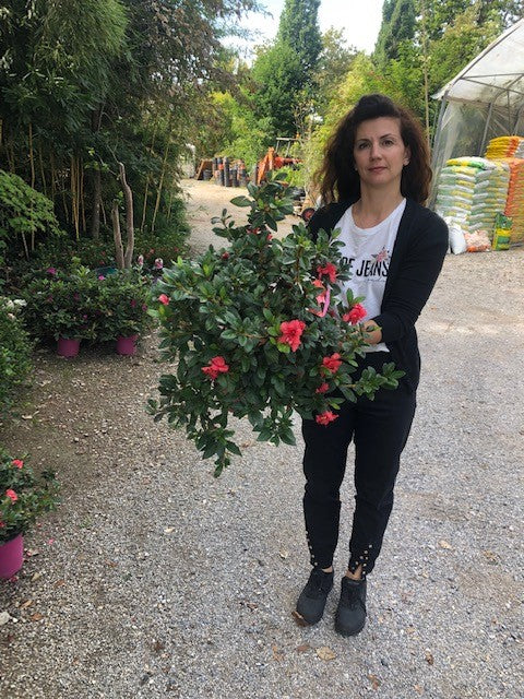 Azalea Encore Sundance (r) rifiorente vaso 20 cm.