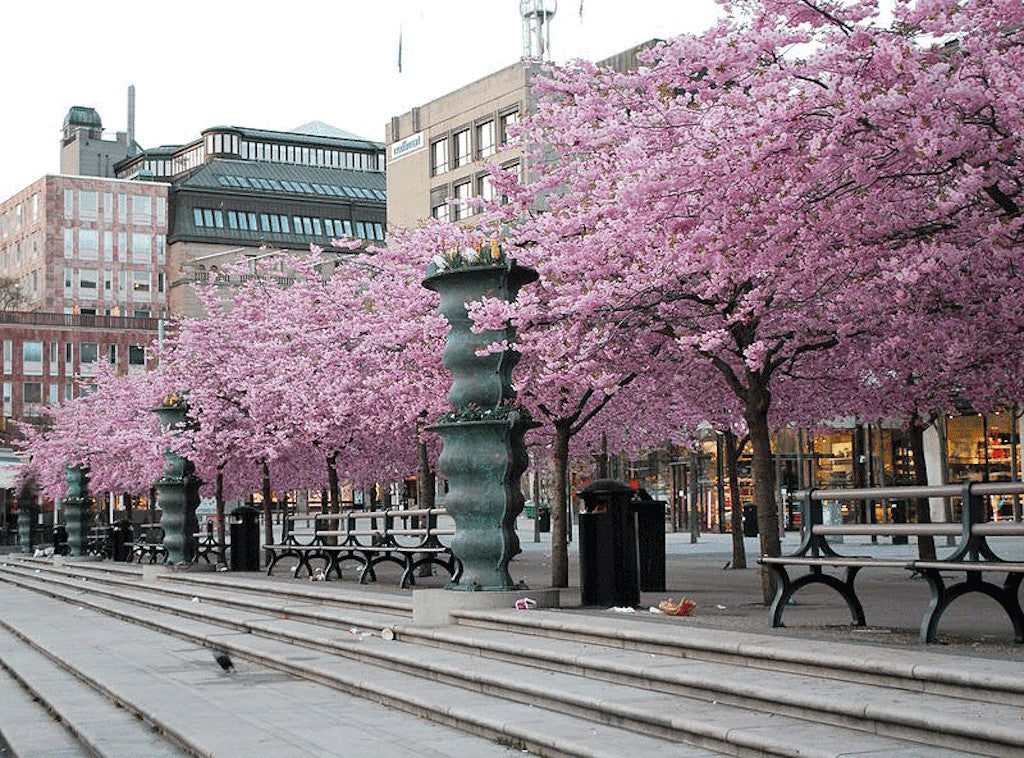 Prunus accolade