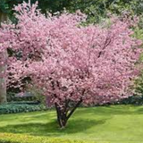 Prunus  accolade v.10