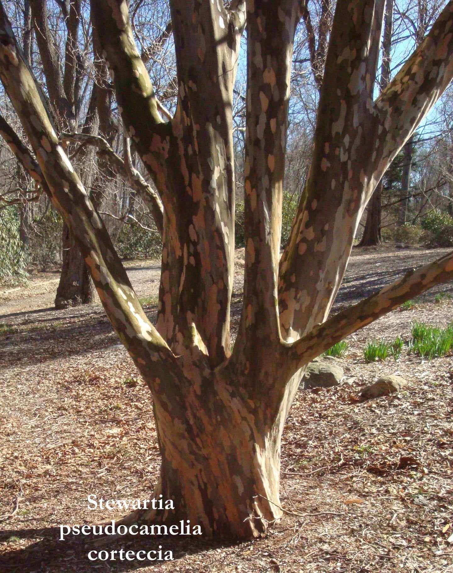 Stewartia Pseudocamelia