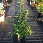 Stewartia Pseudocamellia koreana cm.160/180 solo per Italia