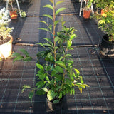 Stewartia Pseudocamellia koreana cm.160/180 solo per Italia
