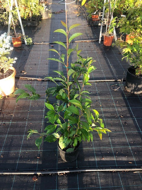 Stewartia Pseudocamellia koreana cm.160/180 solo per Italia