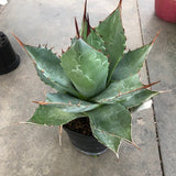 Agave Parrasana cm. 20/22 ricevi pianta in foto