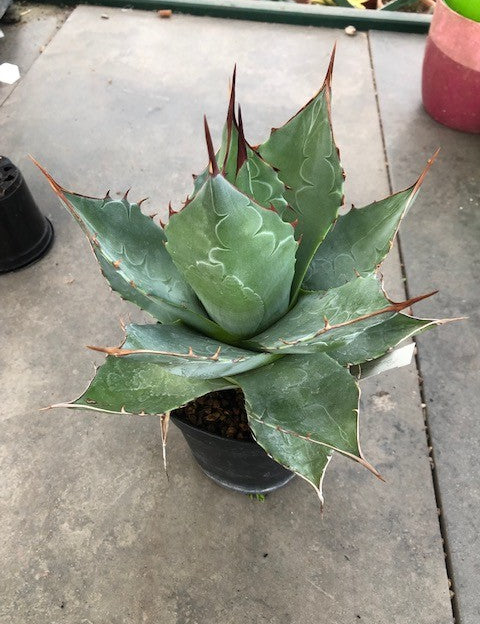 Agave Parrasana cm. 20/22 ricevi pianta in foto