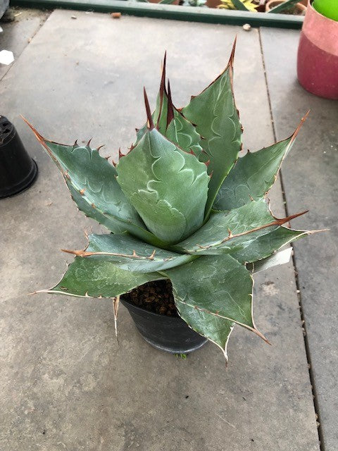 Agave Parrasana cm. 20/22 ricevi pianta in foto