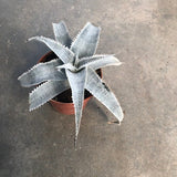 Dyckia Marnier-Lapostollei  cm. 16/18