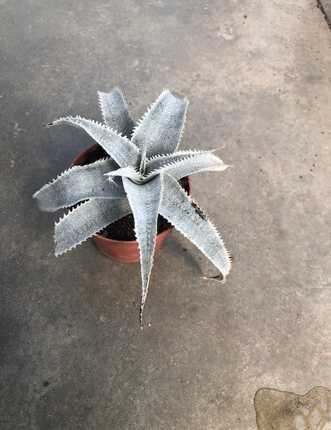 Dyckia Marnier-Lapostollei  cm. 16/18