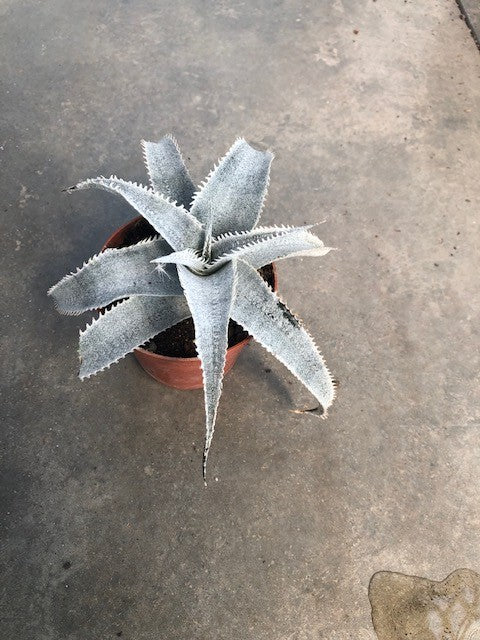 Dyckia Marnier-Lapostollei  cm. 16/18