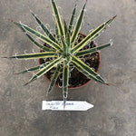 Agave Leopoldii Hammer Time cm. 16 come da foto
