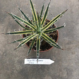 Agave Leopoldii Hammer Time cm. 16 come da foto