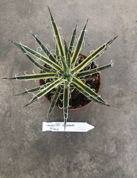 Agave Leopoldii Hammer Time cm. 16 come da foto